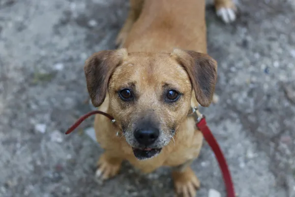 Pies do adopcji, Dłużyna Górna, 26 czerwca 2024 (5/5)