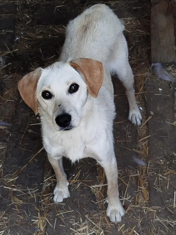 Pies do adopcji, Rytlów, 27 czerwca 2024