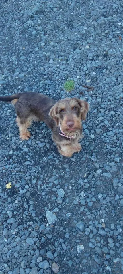 Pies do adopcji, Rytlów, 27 czerwca 2024