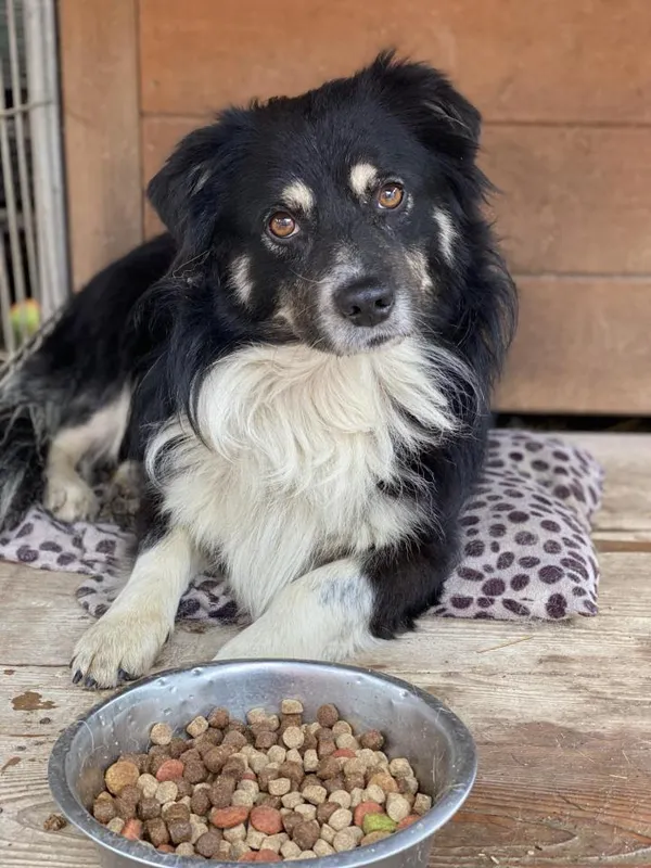 Pies do adopcji, Rytlów, 27 czerwca 2024