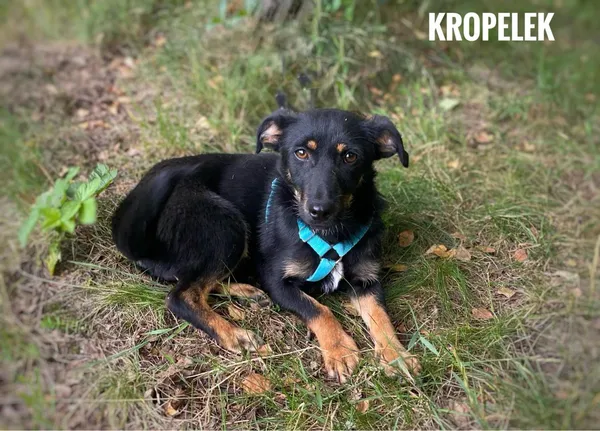 Pies do adopcji, Rytlów, 27 czerwca 2024