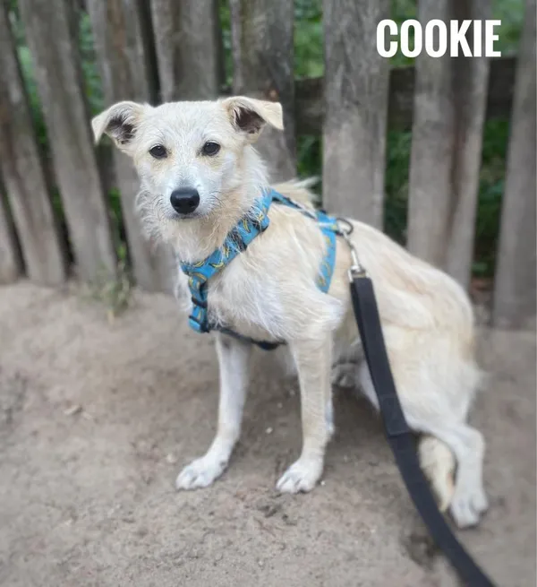 Pies do adopcji, Rytlów, 27 czerwca 2024