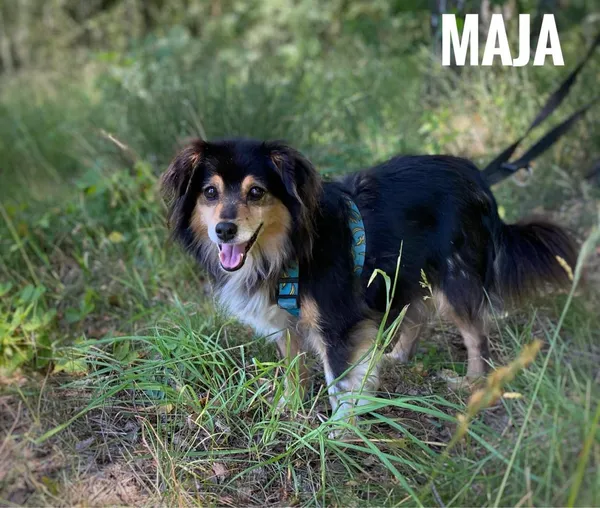 Pies do adopcji, Rytlów, 27 czerwca 2024