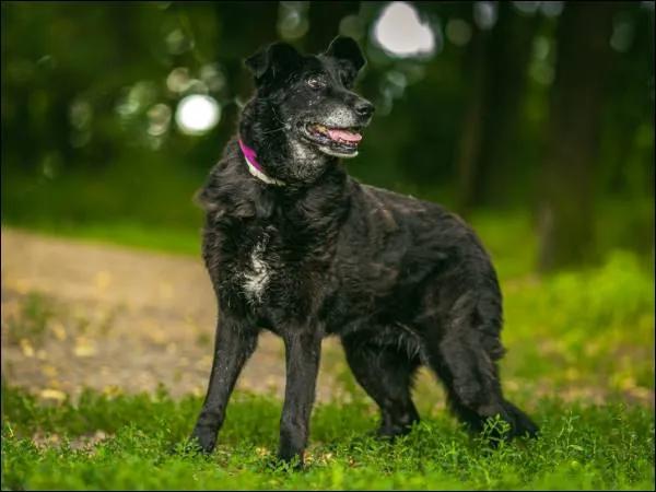 Znaleziono psa, Grudziądz, 31 stycznia 2020