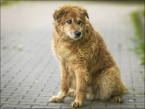 Znaleziono psa, Grudziądz, 23 lipca 2022