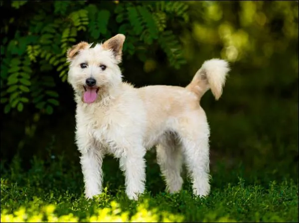 Znaleziono psa, Grudziądz, 13 listopada 2022