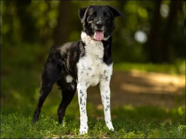 Znaleziono psa, Grudziądz, 27 kwietnia 2024