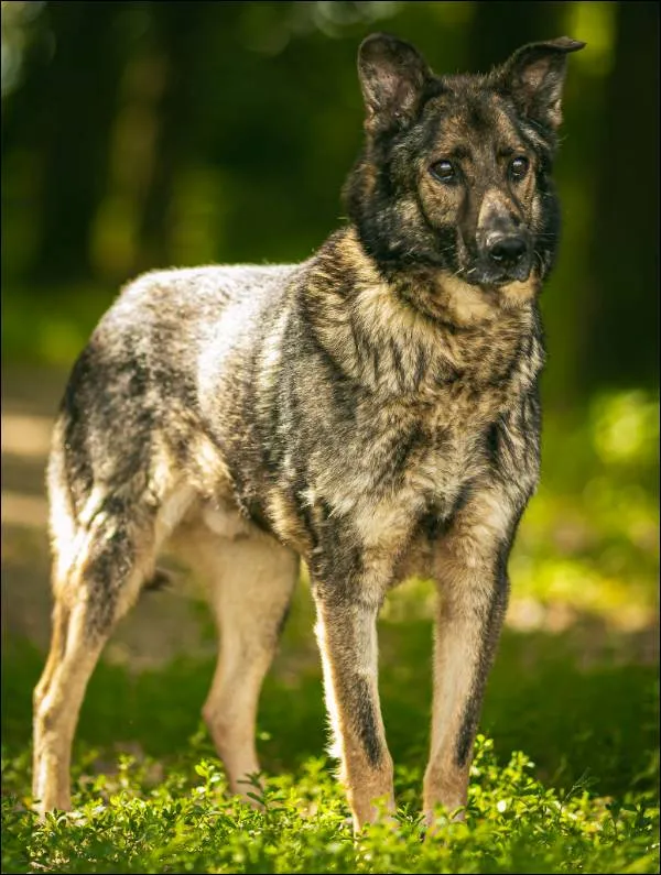 Znaleziono psa, Grudziądz, 5 stycznia 2020