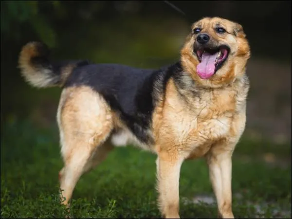 Znaleziono psa, Grudziądz, 30 września 2020