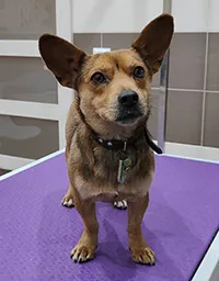 Znaleziono psa, Siedlce, 17 czerwca 2024