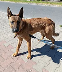 Znaleziono psa, Siedlce, 12 maja 2024