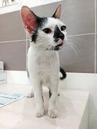 Znaleziono kota, Siedlce, 14 kwietnia 2024