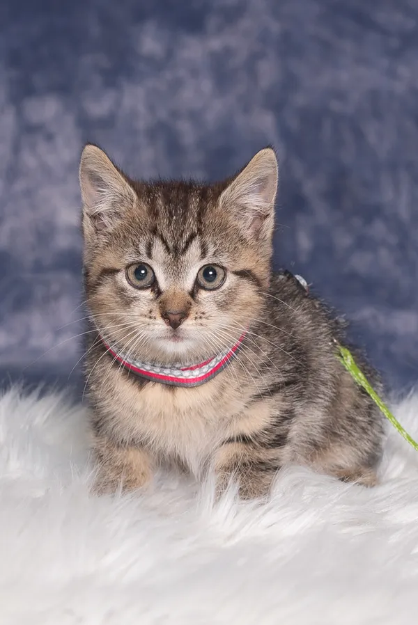 Kot do adopcji, Gdańsk, 27 czerwca 2024