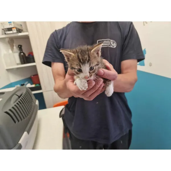 Znaleziono kota, Białystok, 26 czerwca 2024