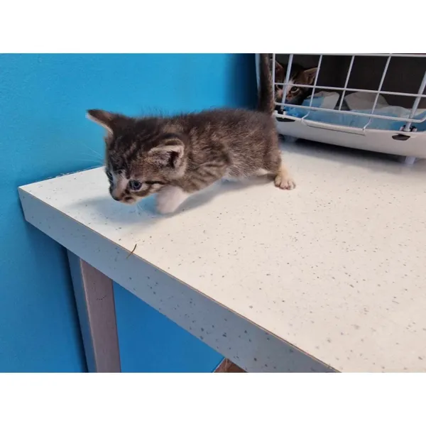 Znaleziono kota, Białystok, 26 czerwca 2024