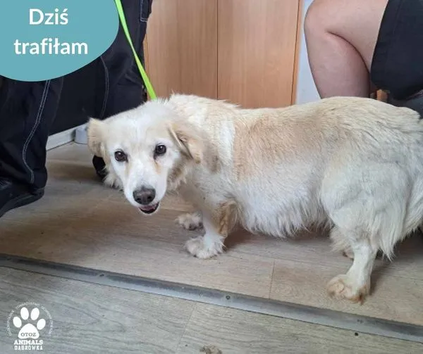 Znaleziono psa, Dąbrówka, 25 czerwca 2024