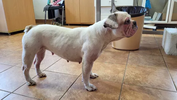 Znaleziono psa, Puławy, 7 czerwca 2024