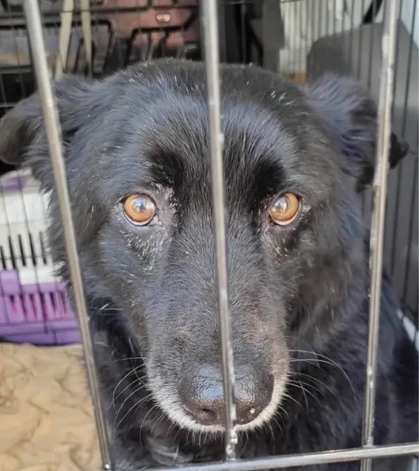 Znaleziono psa, Sosnowiec, 20 czerwca 2024