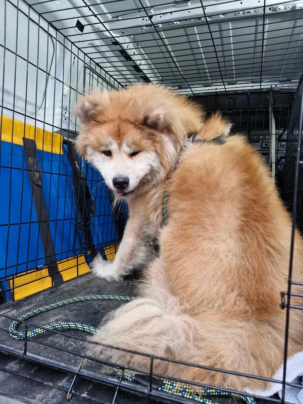 Znaleziono psa, Sosnowiec, 21 czerwca 2024