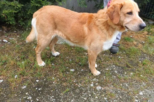 Znaleziono psa, Henrykowo, 18 czerwca 2024 (1/3)