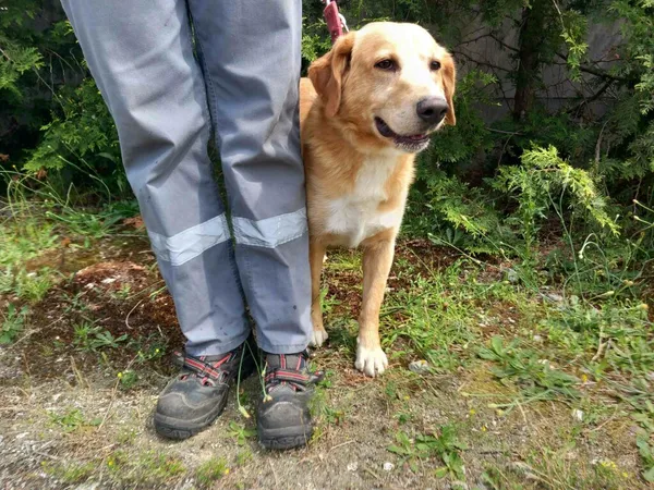 Znaleziono psa, Henrykowo, 18 czerwca 2024 (3/3)