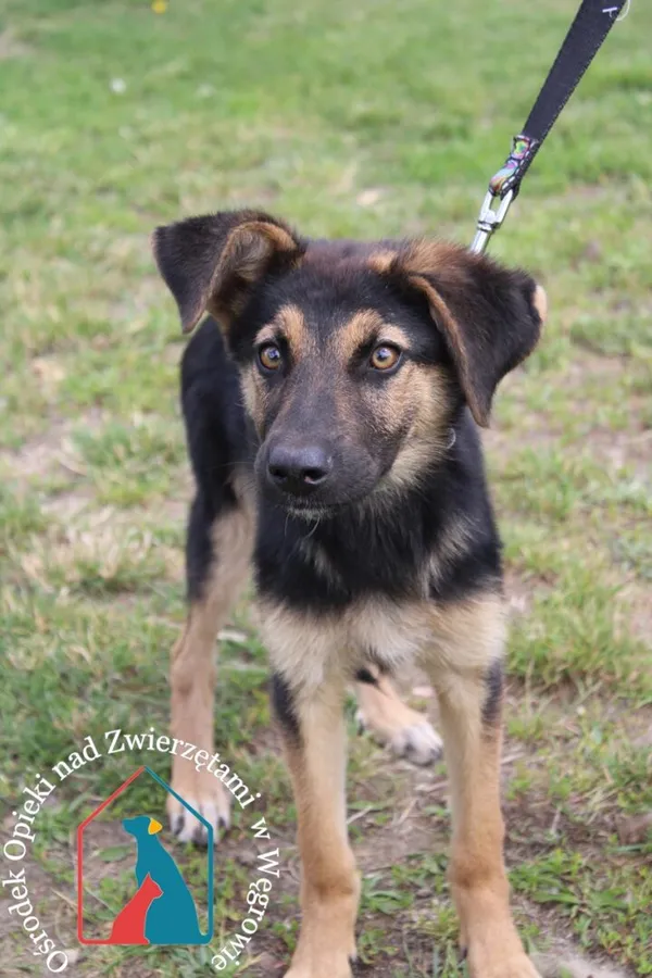 Pies do adopcji, Węgrowo, 19 czerwca 2024