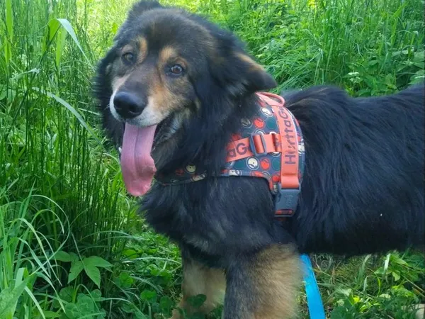 Pies do adopcji, Pawłowo, 17 czerwca 2024 (1/3)