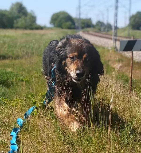 Pies do adopcji, Pawłowo, 17 czerwca 2024 (2/3)