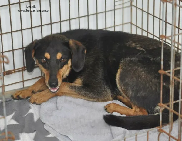 Pies do adopcji, Nowy Dwór Mazowiecki, 28 czerwca 2024 (2/3)