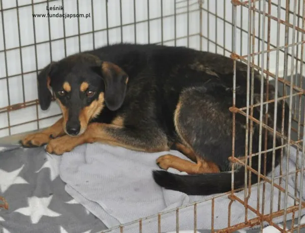 Pies do adopcji, Nowy Dwór Mazowiecki, 28 czerwca 2024 (3/3)