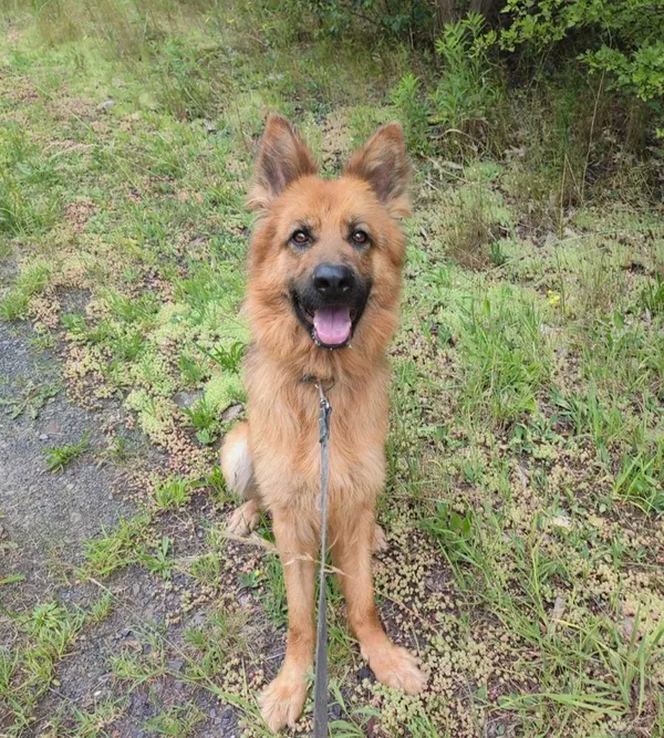 Pies do adopcji, Bytom, 28 czerwca 2024 (1/5)