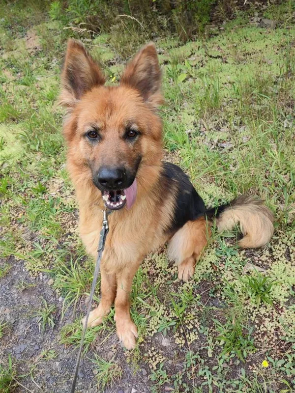 Pies do adopcji, Bytom, 28 czerwca 2024 (2/5)