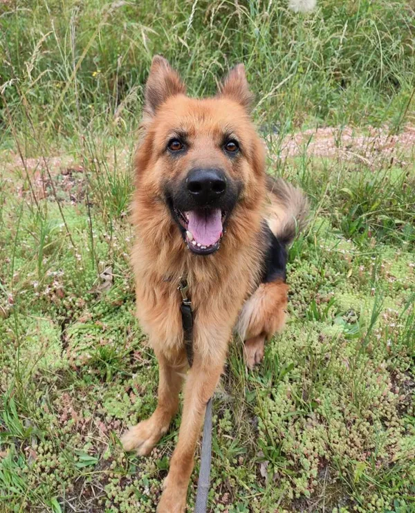 Pies do adopcji, Bytom, 28 czerwca 2024 (3/5)