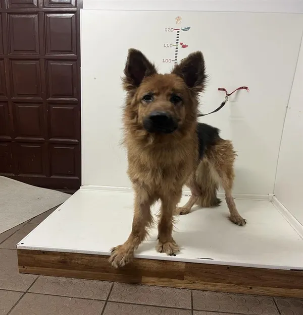 Pies do adopcji, Bytom, 28 czerwca 2024 (4/5)