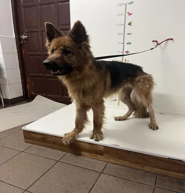 Pies do adopcji, Bytom, 28 czerwca 2024 (5/5)