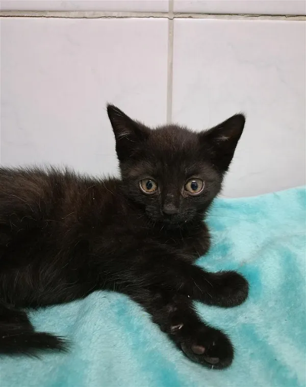 Kot do adopcji, Bytom, 28 czerwca 2024 (1/2)