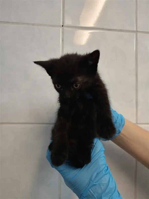 Kot do adopcji, Bytom, 28 czerwca 2024 (2/2)