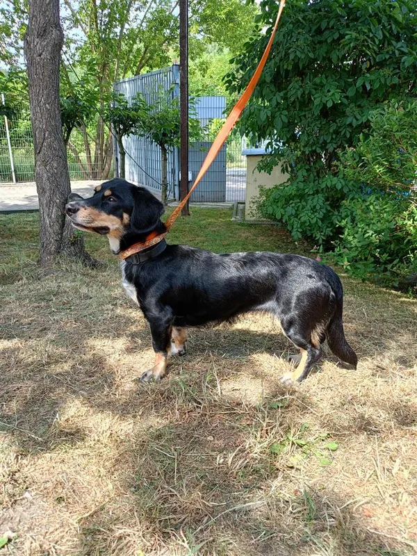 Pies do adopcji, Bytom, 28 czerwca 2024 (2/2)