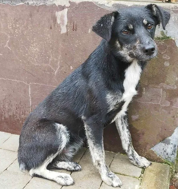 Pies do adopcji, Bytom, 28 czerwca 2024