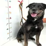 Pies do adopcji