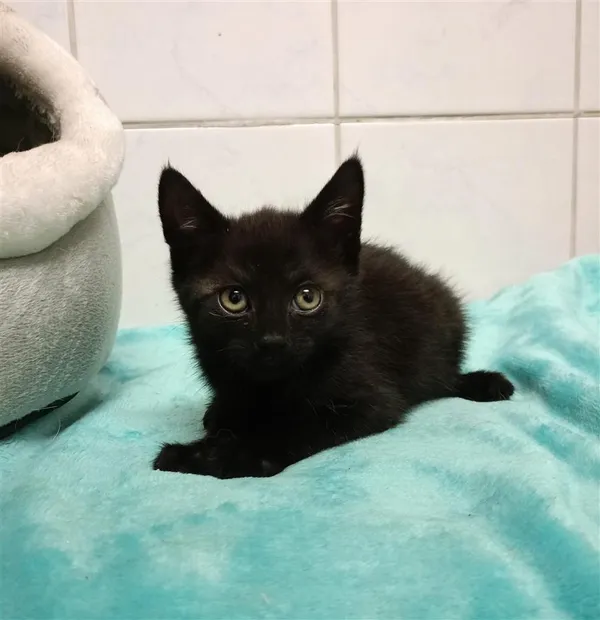 Kot do adopcji, Bytom, 28 czerwca 2024 (1/2)