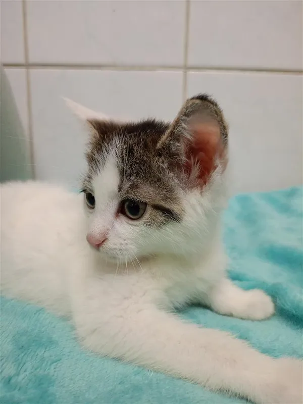 Kot do adopcji, Bytom, 28 czerwca 2024 (1/2)