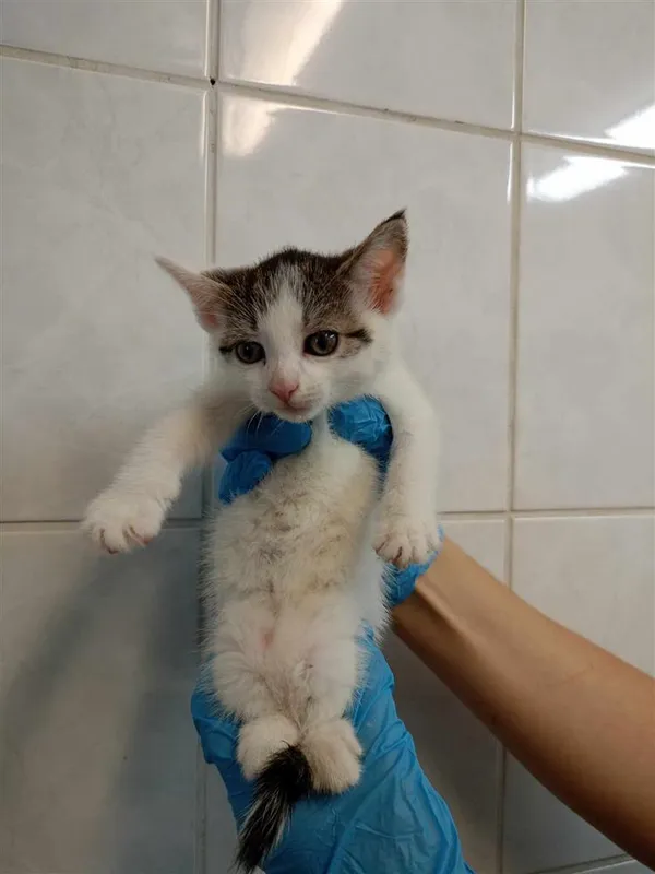 Kot do adopcji, Bytom, 28 czerwca 2024 (2/2)