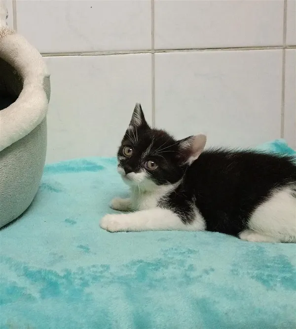 Kot do adopcji, Bytom, 28 czerwca 2024 (2/3)