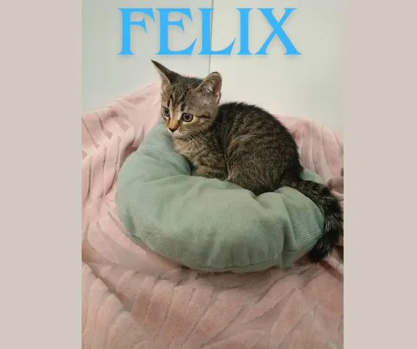 Kot do adopcji, Bytom, 28 czerwca 2024