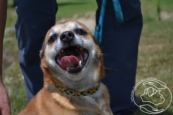 Pies do adopcji, Chełmek, 4 czerwca 2024