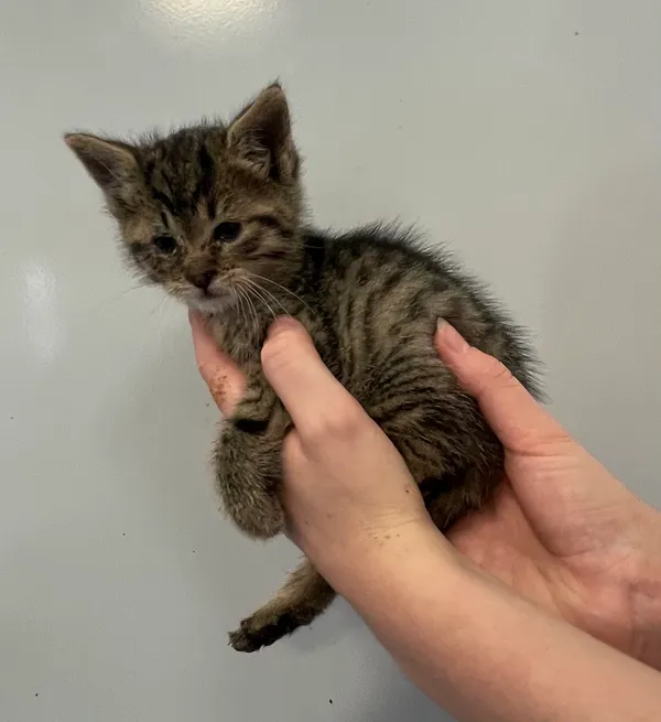 Znaleziono kota, Lublin, 27 czerwca 2024