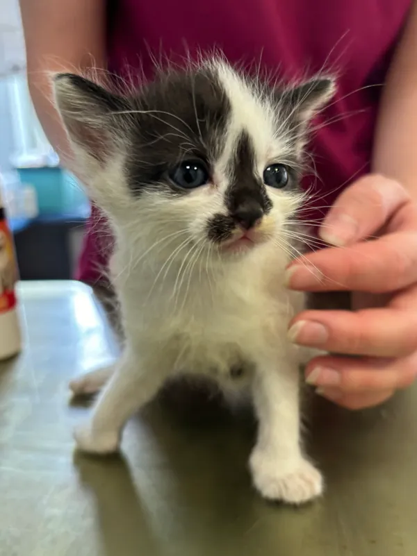 Znaleziono kota, Lublin, 28 czerwca 2024