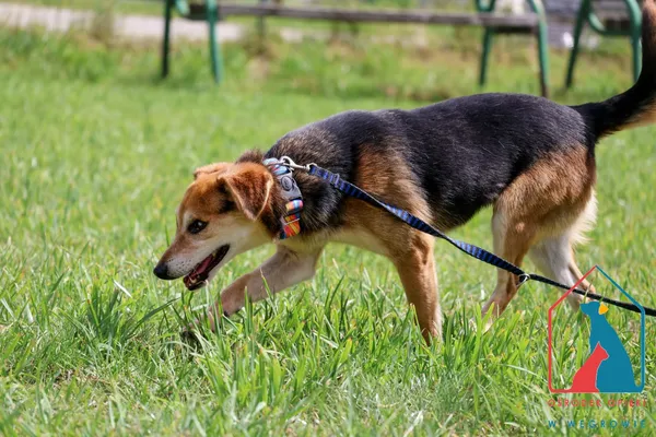 Pies do adopcji, Węgrowo, 7 czerwca 2024 (5/5)