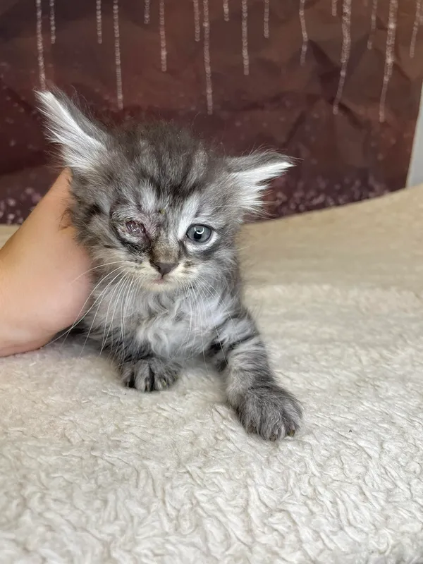 Kot do adopcji, Kielce, 29 czerwca 2024